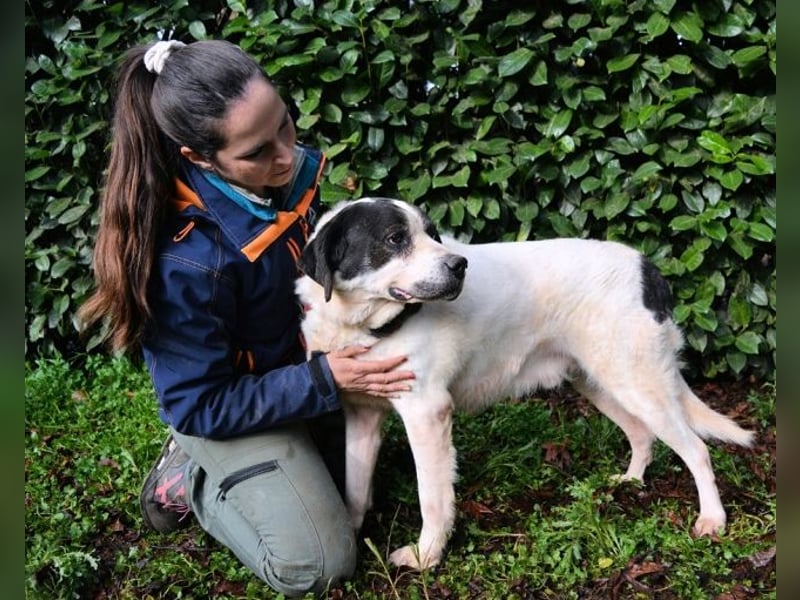 Poldino -Talent zum Seelenhund