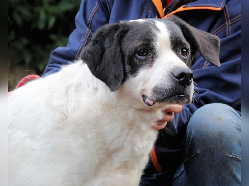 Poldino -Talent zum Seelenhund