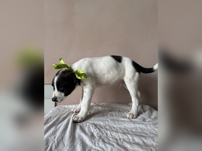 Hector - sagt "Hallihallo!"
