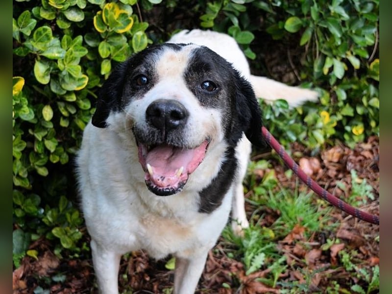 Poldino -Talent zum Seelenhund