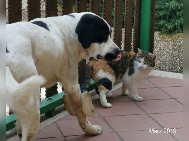 Poldino -Talent zum Seelenhund