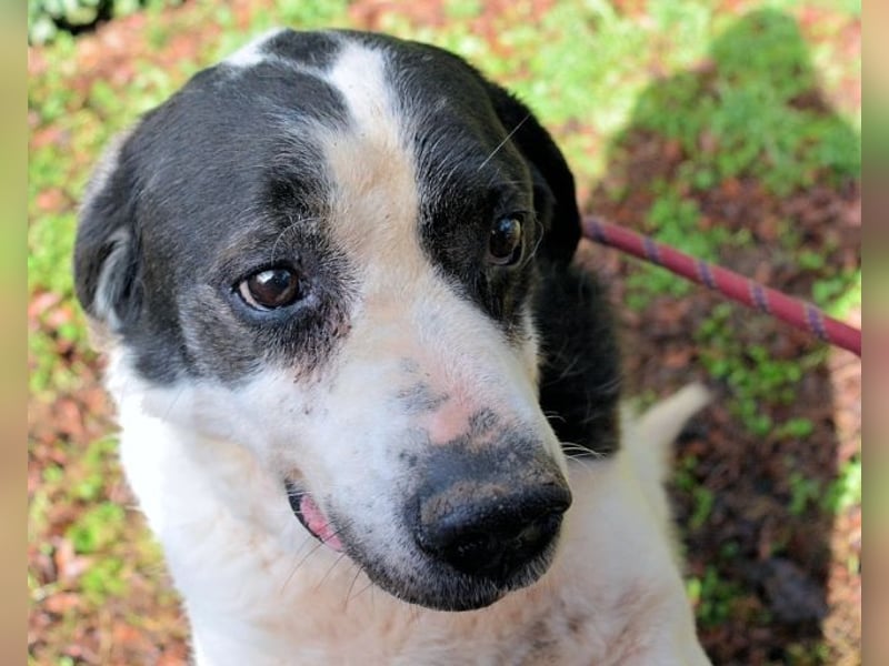 Poldino -Talent zum Seelenhund