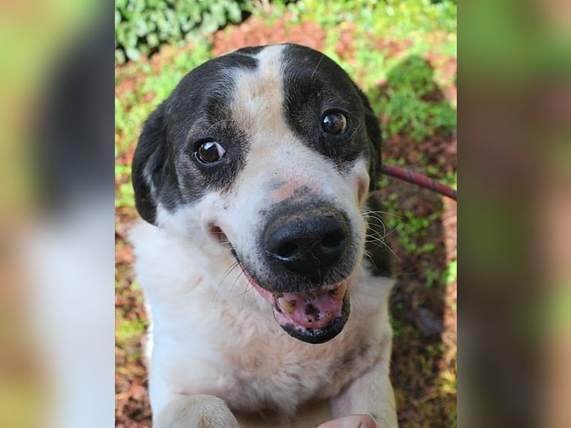Poldino -Talent zum Seelenhund