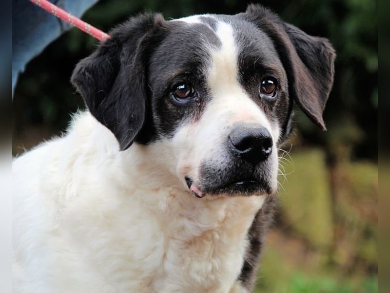 Poldino -Talent zum Seelenhund
