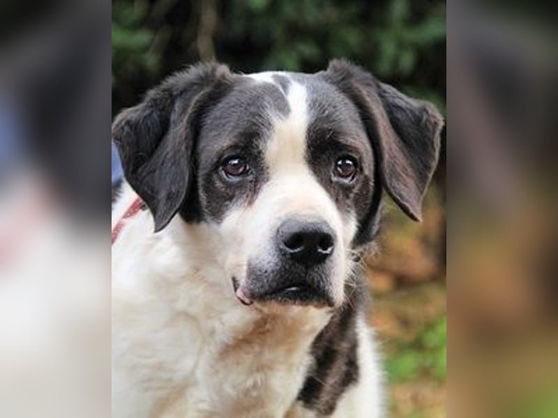 Poldino -Talent zum Seelenhund