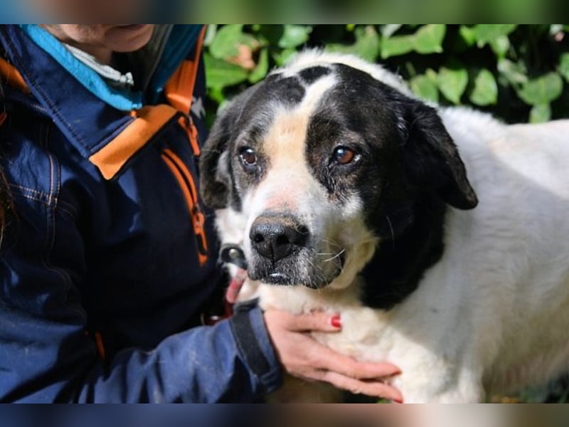 Poldino -Talent zum Seelenhund