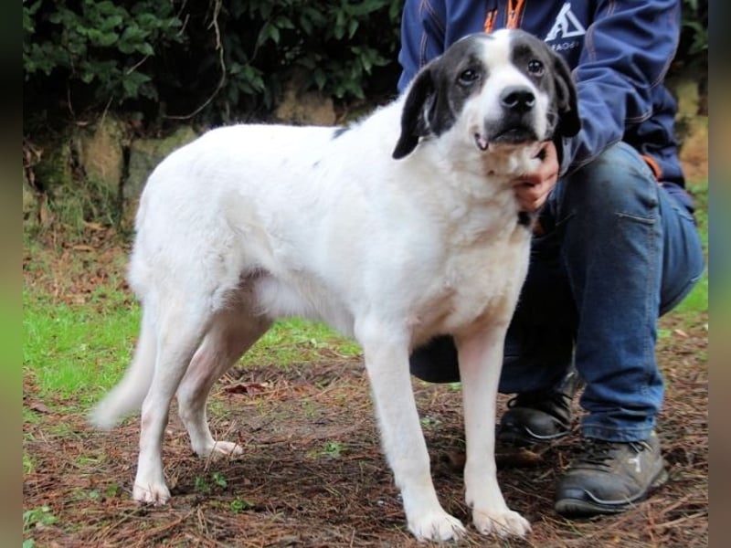 Poldino -Talent zum Seelenhund