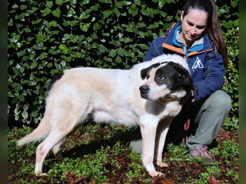 Poldino -Talent zum Seelenhund