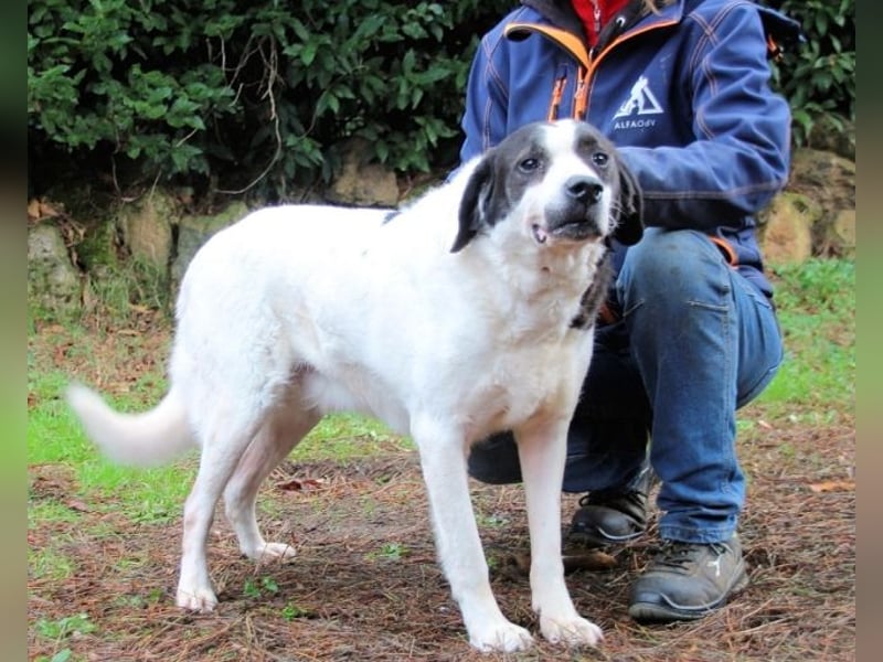 Poldino -Talent zum Seelenhund