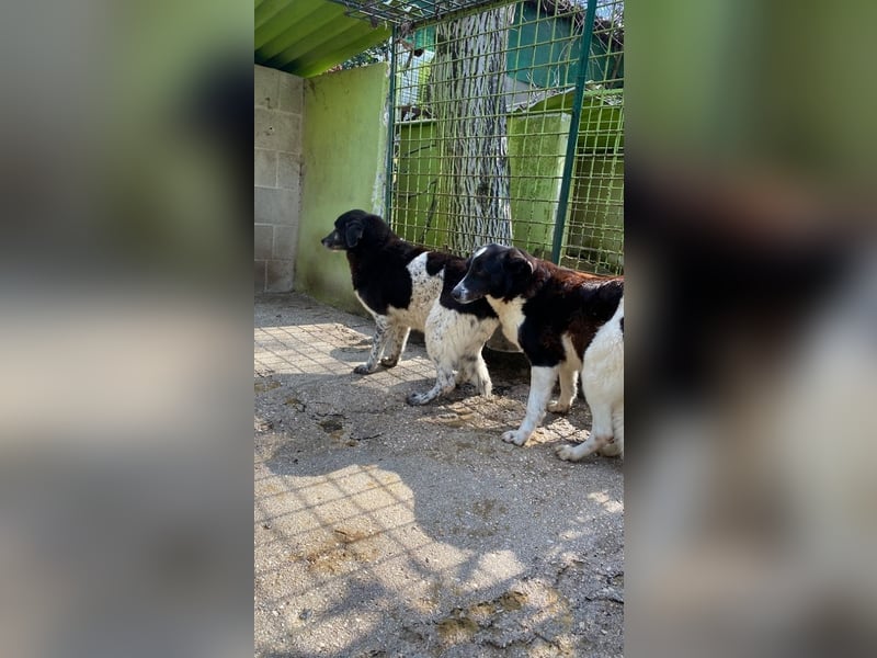 Coraggio - Der Mut hat sich schon bereit gemacht