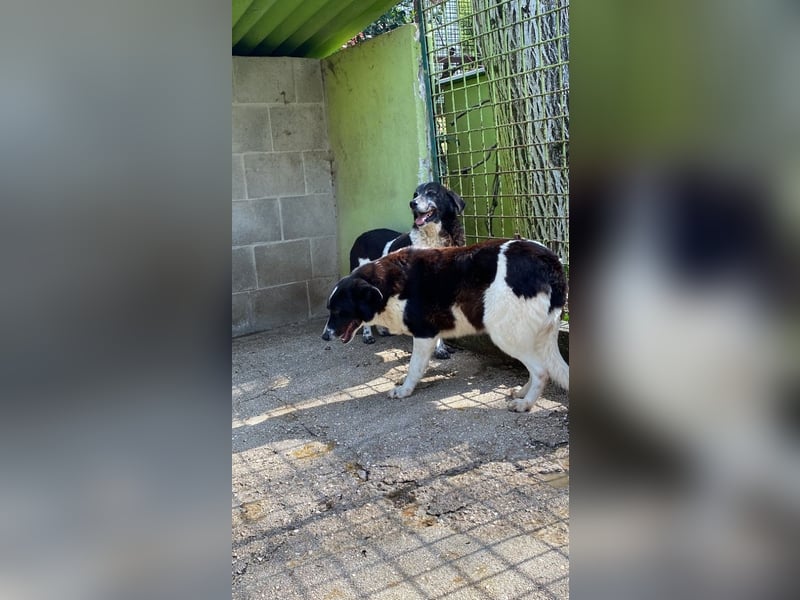 Coraggio - Der Mut hat sich schon bereit gemacht