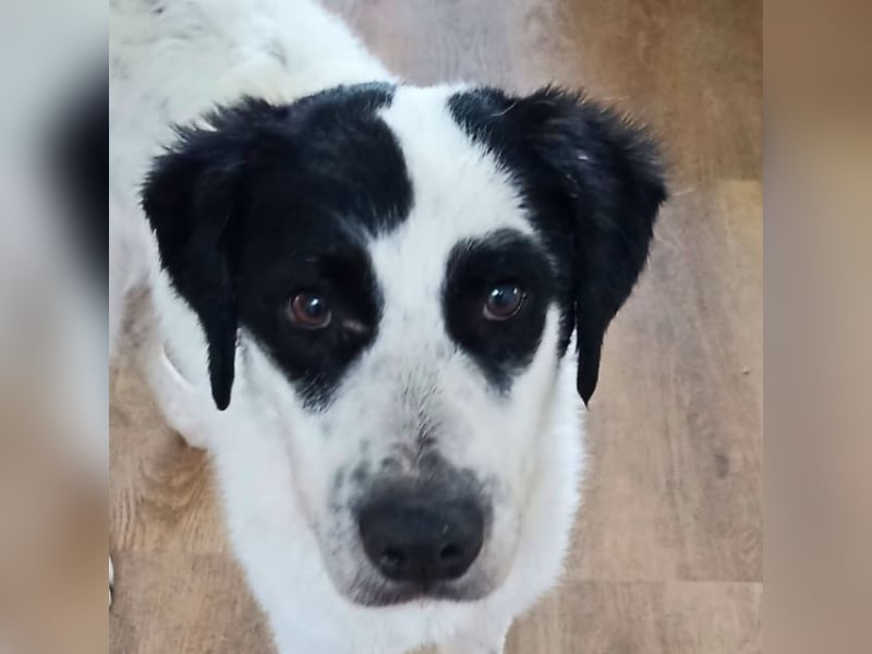 Monty - sucht sein Glück