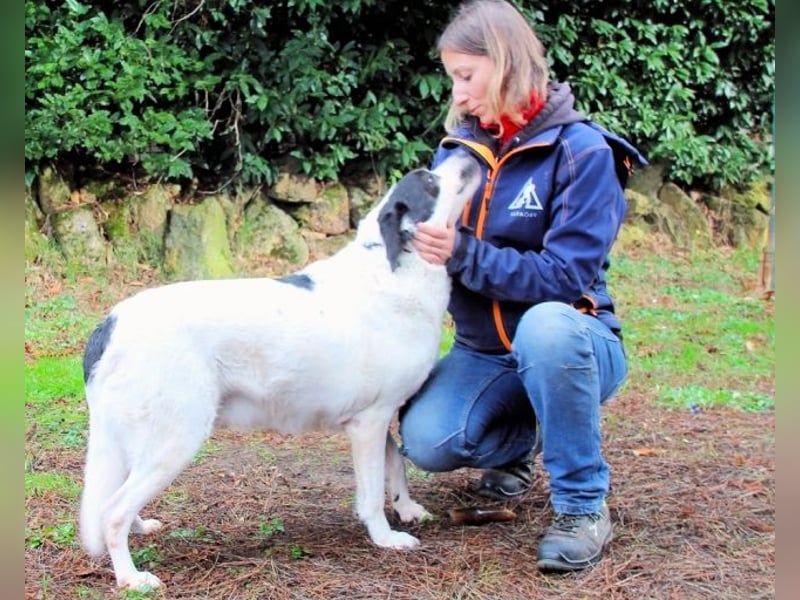 Poldino -Talent zum Seelenhund