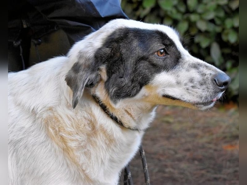 Archie - Die Hoffnung stirbt zuletzt