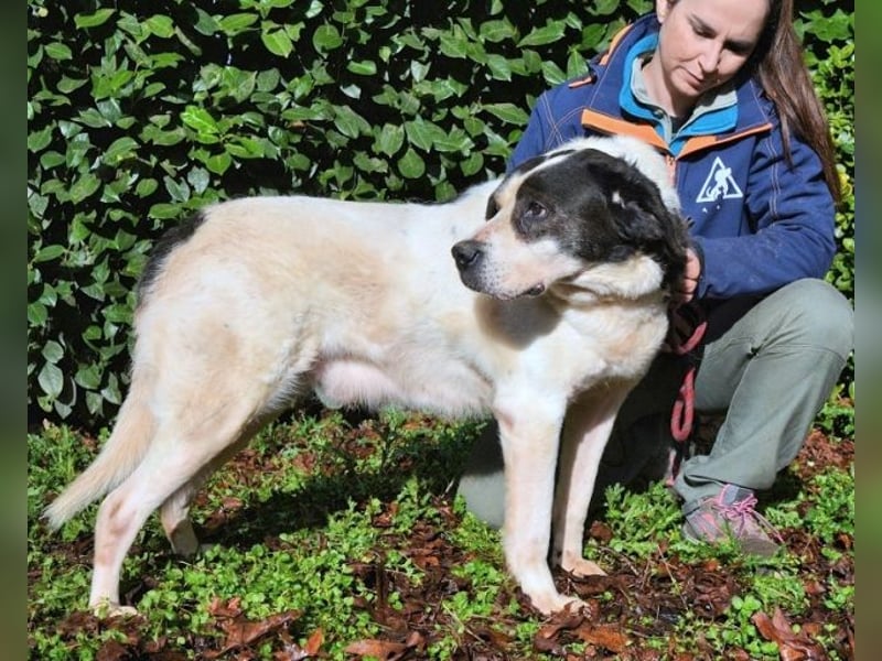 Poldino -Talent zum Seelenhund