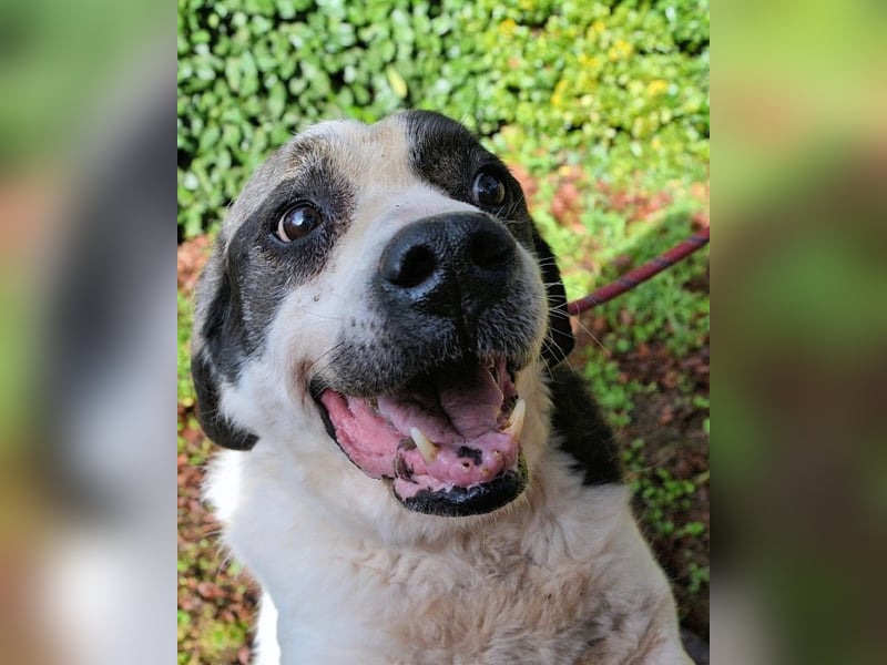 Poldino -Talent zum Seelenhund