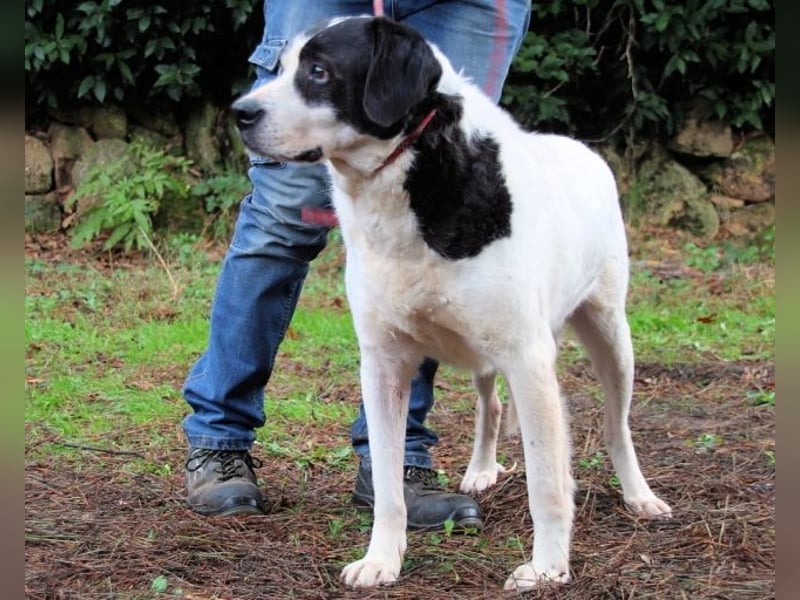 Poldino -Talent zum Seelenhund