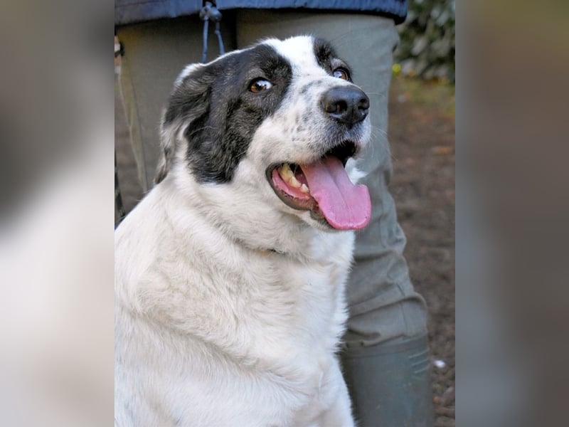 Archie - Die Hoffnung stirbt zuletzt