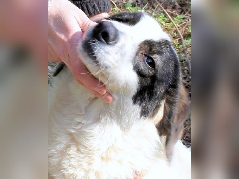Archie - Die Hoffnung stirbt zuletzt