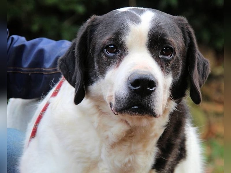 Poldino -Talent zum Seelenhund