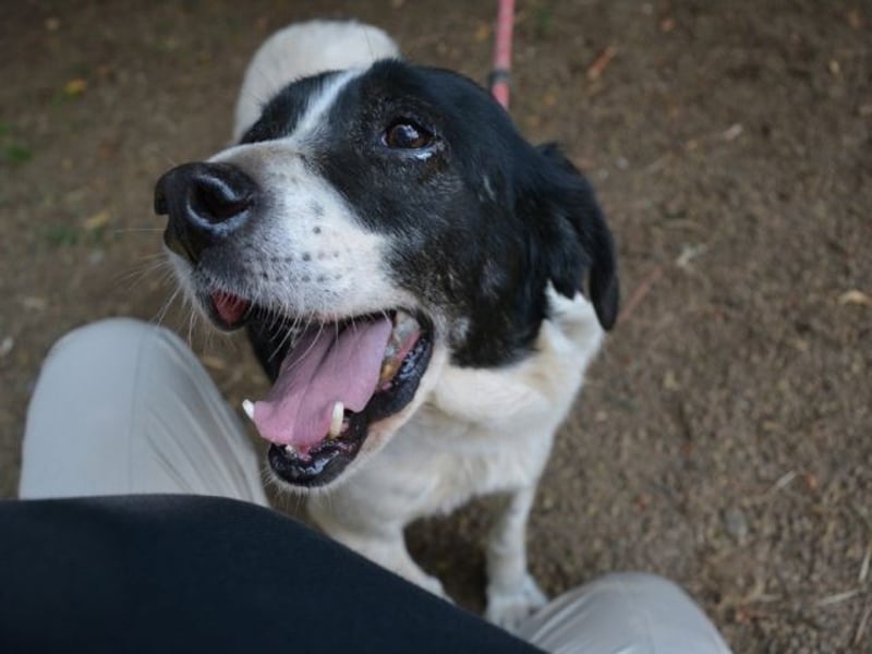 Bierenike - Traumhund sucht bessere Zukunft