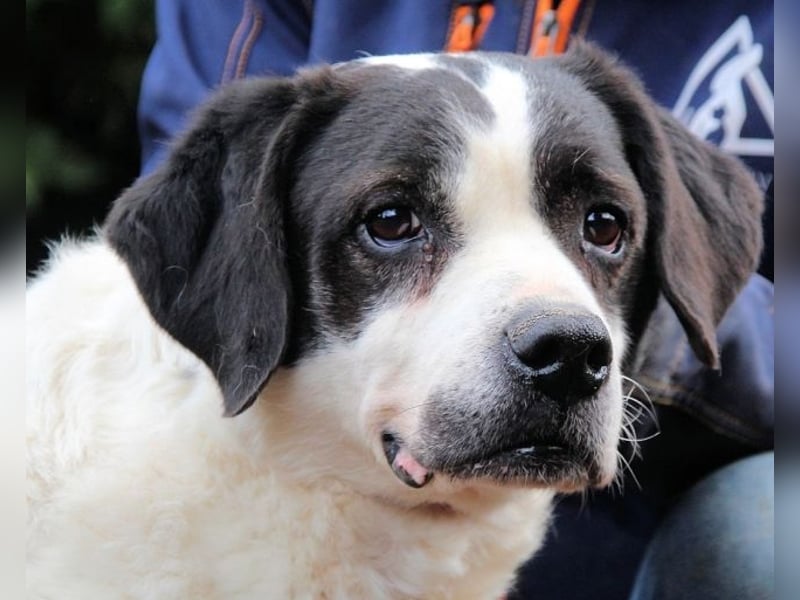 Poldino -Talent zum Seelenhund