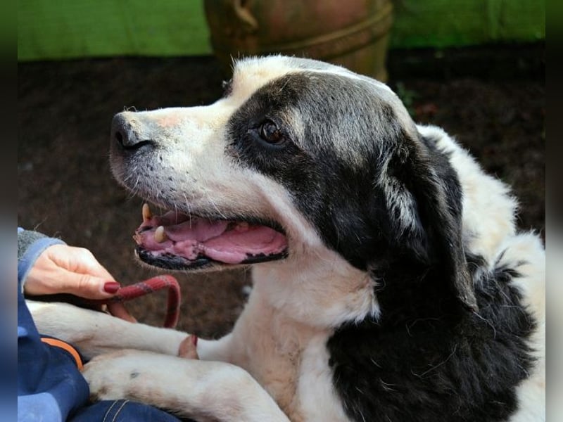 Poldino -Talent zum Seelenhund