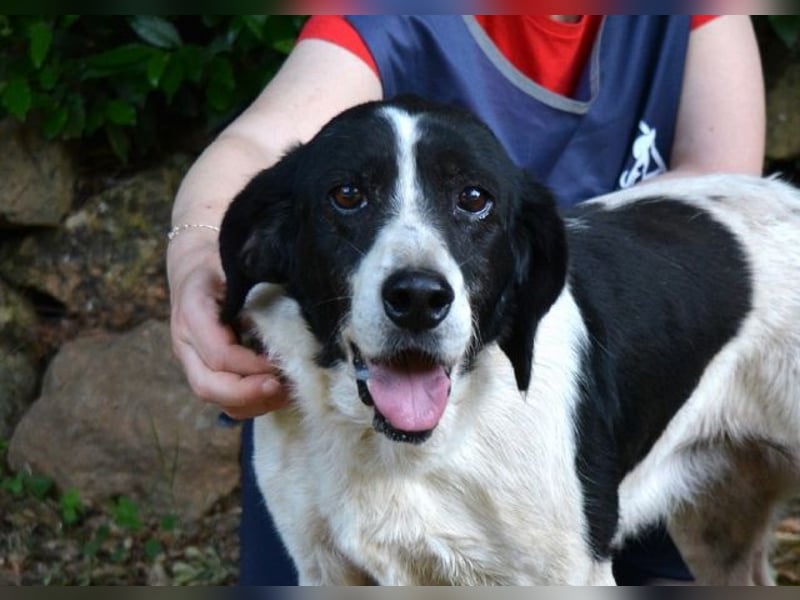 Bierenike - Traumhund sucht bessere Zukunft