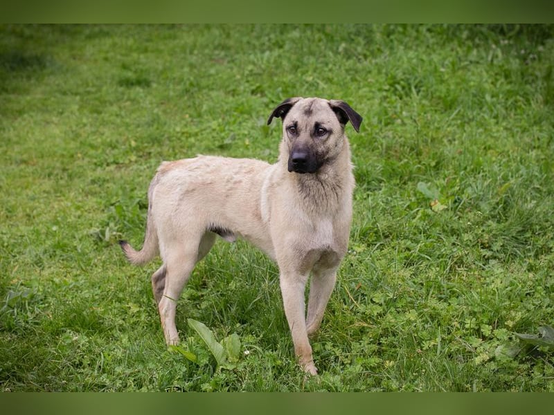 Vito: Junghund sucht ein Zuhause