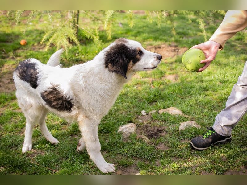 Boomer: Großer Hund, großes Herz