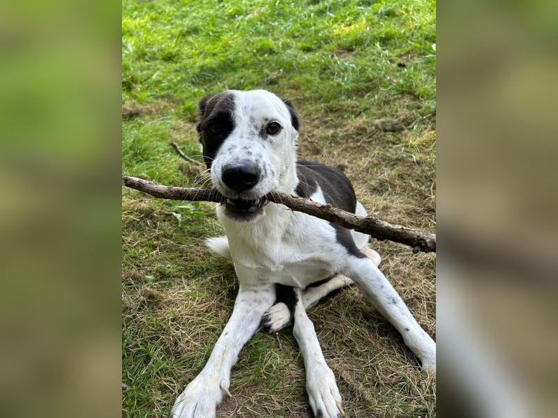 Felix: Traumhund mit Handicap
