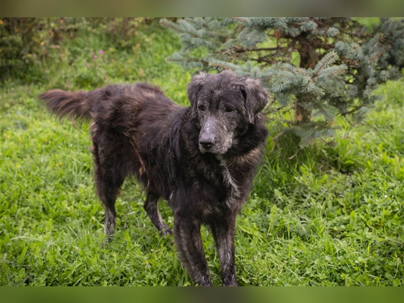 Chip 223349: Sucht ein Zuhause