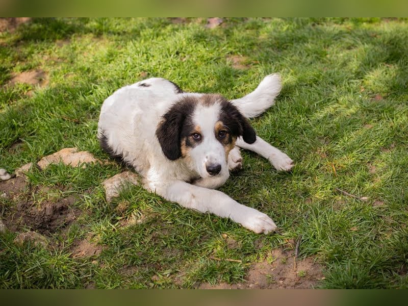 Boomer: Großer Hund, großes Herz