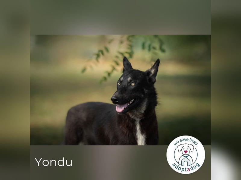Yondu: Tapferer Schatz