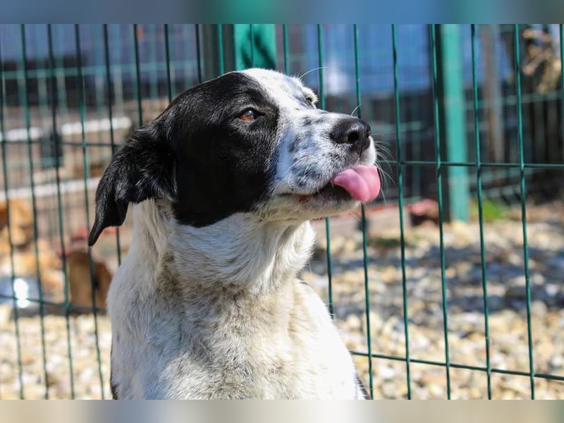 Felix: Traumhund mit Handicap