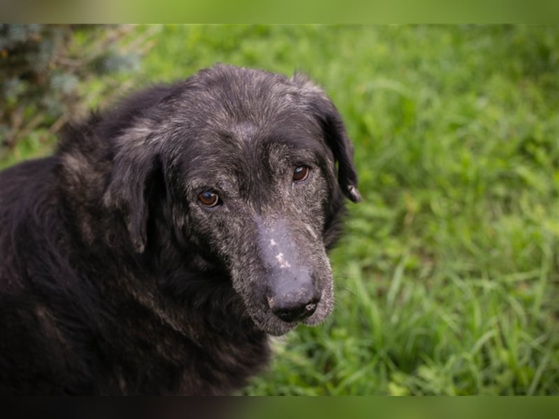 Chip 223349: Sucht ein Zuhause