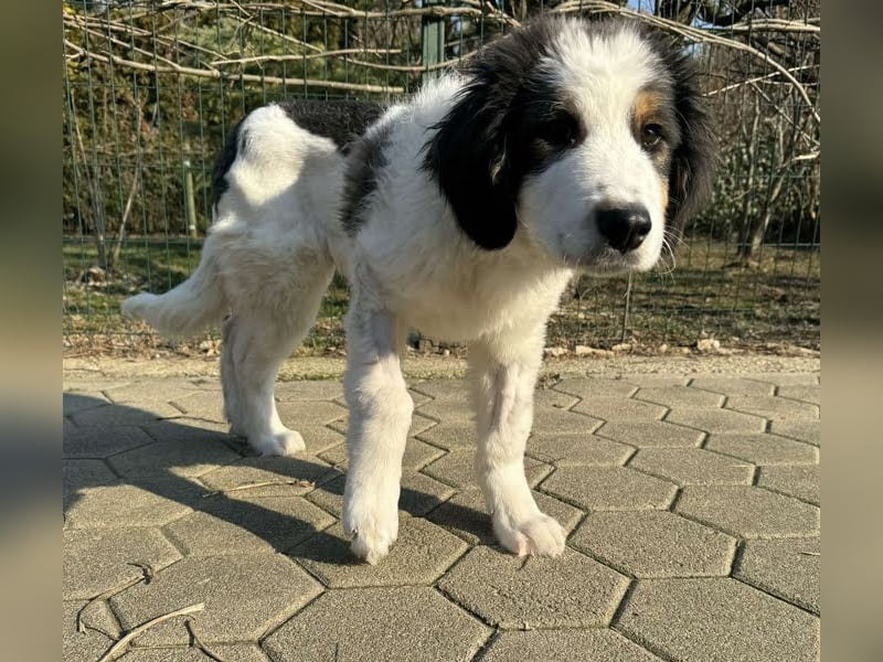 Boomer: Großer Hund, großes Herz