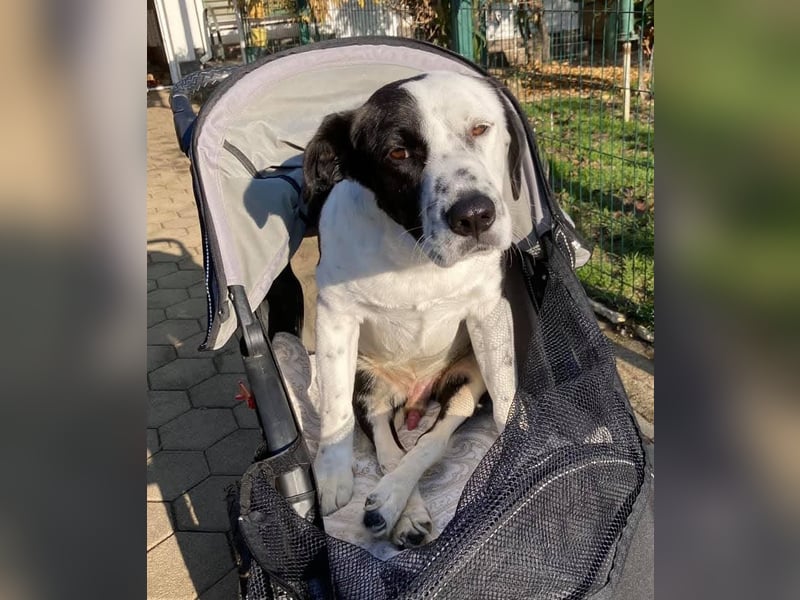 Felix: Traumhund mit Handicap