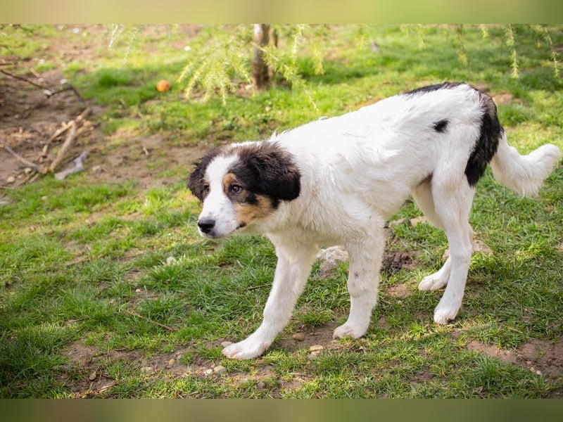 Boomer: Großer Hund, großes Herz