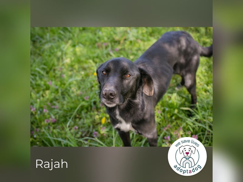 Rajah: fällt das Tierheimleben schwer