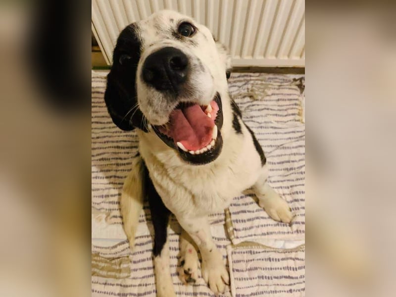 Felix: Traumhund mit Handicap