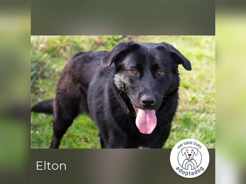 Elton sucht ein liebevolles Zuhause