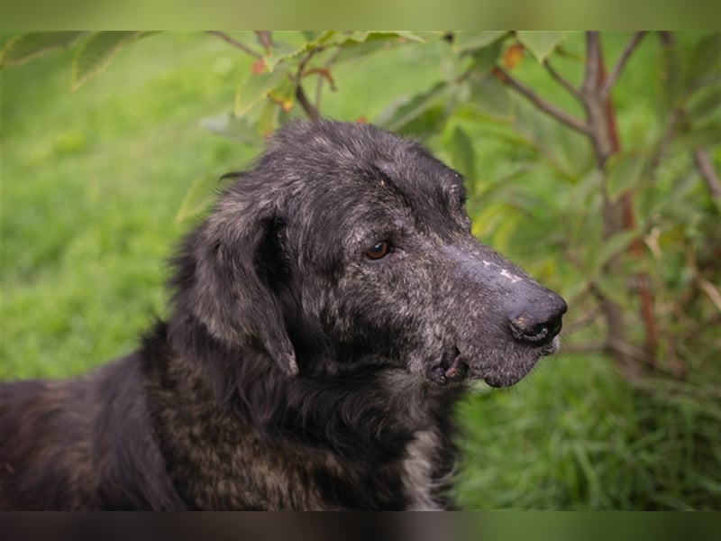 Chip 223349: Sucht ein Zuhause