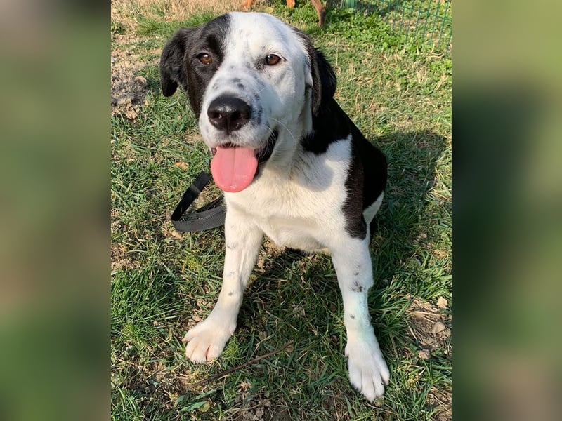 Felix: Traumhund mit Handicap