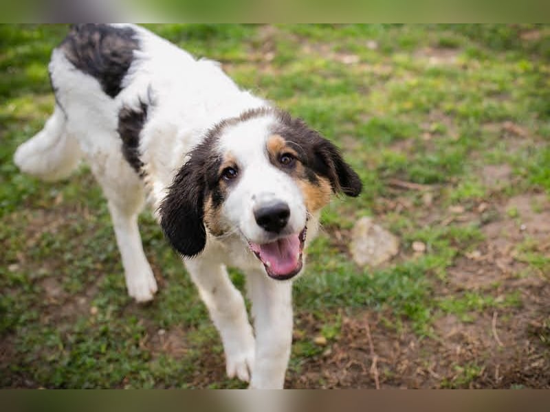 Boomer: Großer Hund, großes Herz