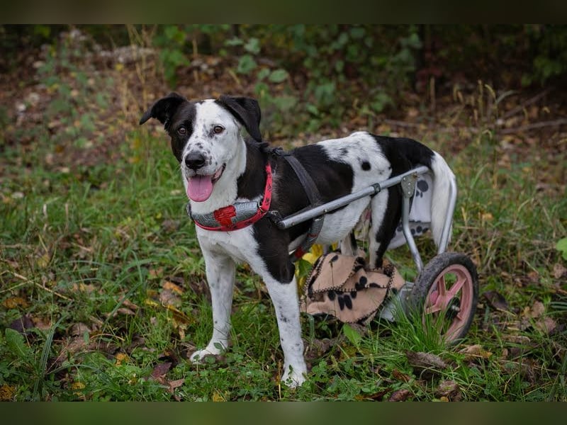 Felix: Traumhund mit Handicap