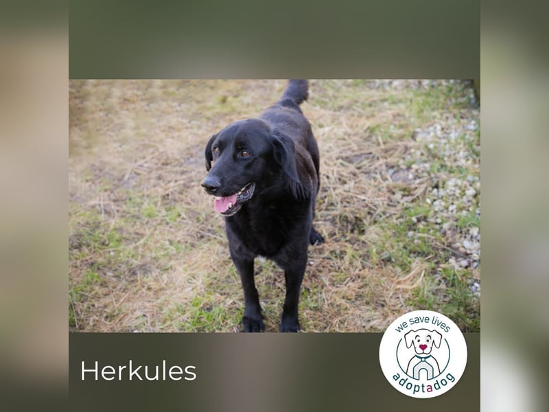 Herkules: Freund fürs Leben gesucht