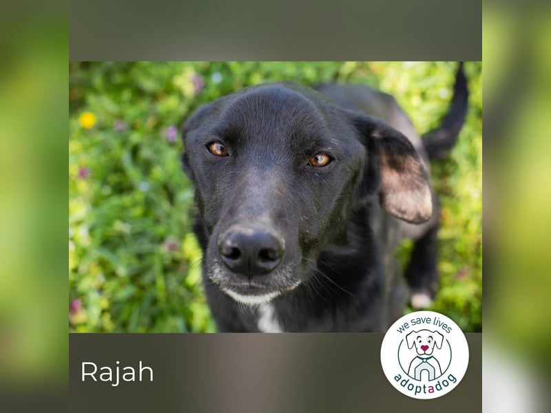 Rajah: fällt das Tierheimleben schwer