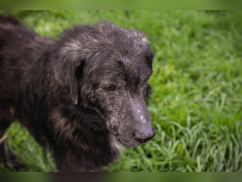 Chip 223349: Sucht ein Zuhause