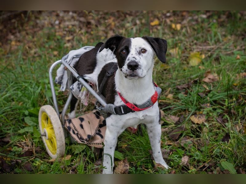 Felix: Traumhund mit Handicap